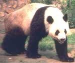 Giant Panda, Ailuropoda melanoleuca