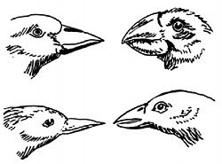 Variation in beaks
