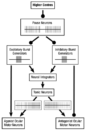 Chain of command for burst and tonic neurons