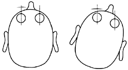Counter-rotation of the globes and the vestibulo-ocular reflexes