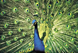 The plumage of the peacock