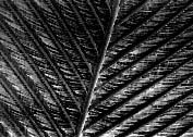 The detailed structure of a feather