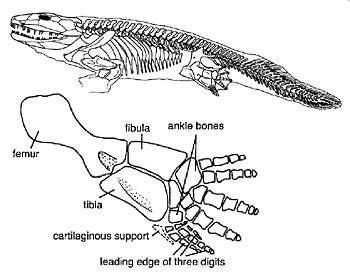 Fossil Record of Tetrapods: Evidence of a Evolutionary Transition