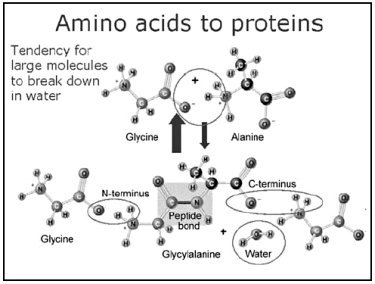 Amino acids to proteins