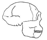 Skull profile of Peking man