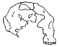 Outline of Kow Swamp skull