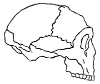 Skull outline of 'progressive' Neanderthal