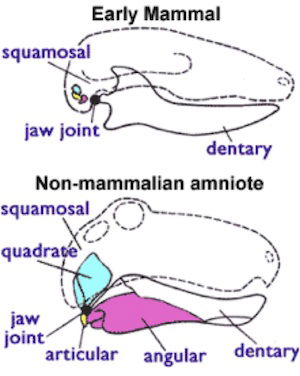 amniote