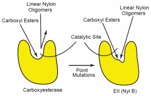 Confirmational Change of the Carboxyesterase