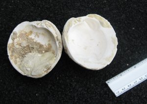 Desoto Shell Pit Fossil