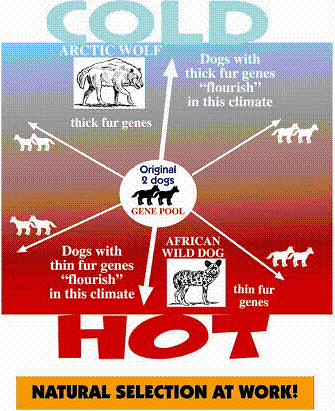 Natural selection illustration using dogs
