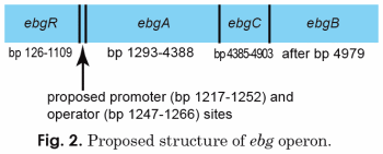 Ebg Operon