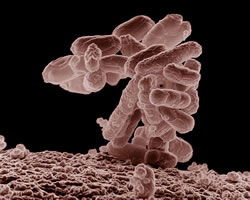 A Possible Function of <i>Entamoeba histolytica</i> in the Creation Model