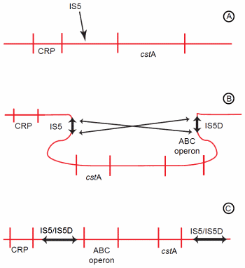 Genomic Rearrangement