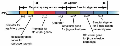 Lac Operon