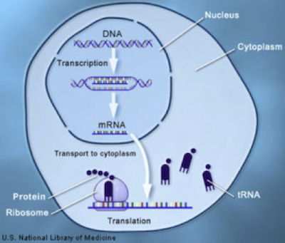 Nucleic Acids