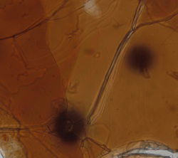 The Geology of Israel within the Biblical Creation-Flood Framework of History: