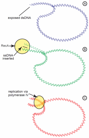 Recombination-Dependent Mutation Model