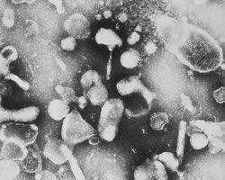 The Natural History of Retroviruses