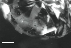 Radiohalos In Round Diamond