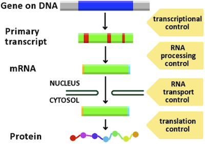 transcription