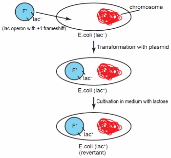 Transformation of Escherichia Coli