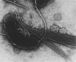 The Role of Genomic Islands, Mutation, and Displacement in the Origin of Bacterial Pathogenicity