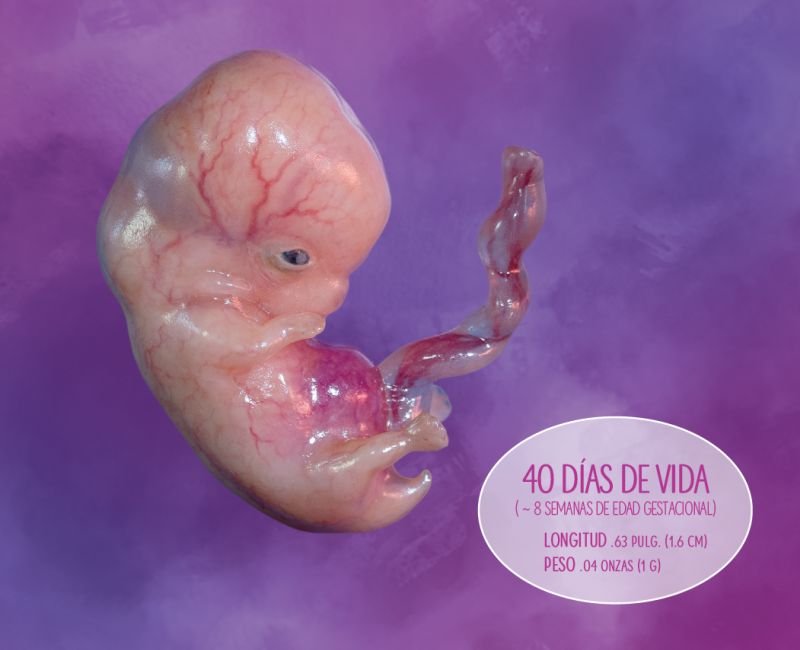 Tacto: Día 40 en la vida de un bebé no nacido