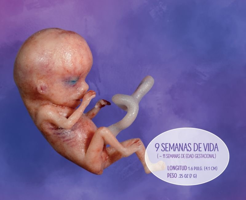 Semana 9 en la vida de un bebé no nacido