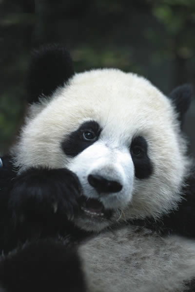 Giant Panda | Kids Answers