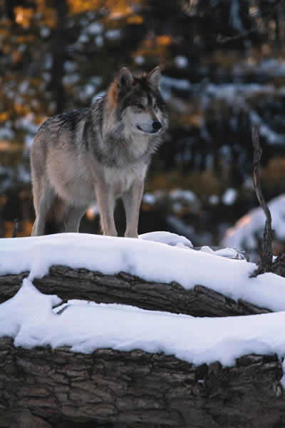 wolf cut female back