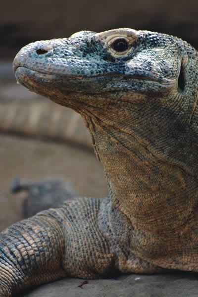 can a human recover from comodo dragon bite