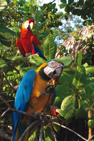  Macaw