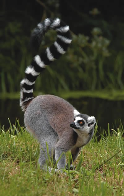 Ring-tailed lemur turned out to seduce the opposite sex with 'floral sweet  scent' - GIGAZINE
