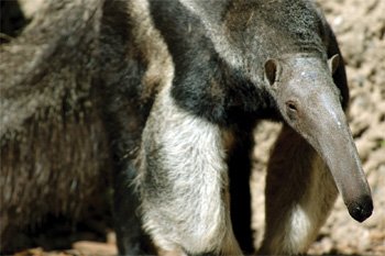 Giant Anteater | Kids Answers