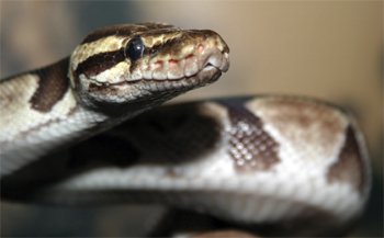 ball python face