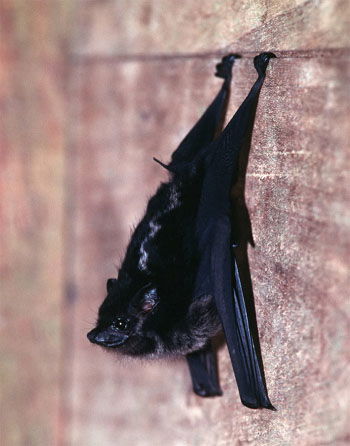 bat