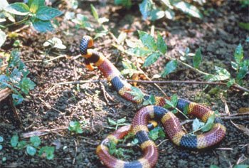 Northern Coral Snake
