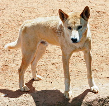 what color are dingo dogs