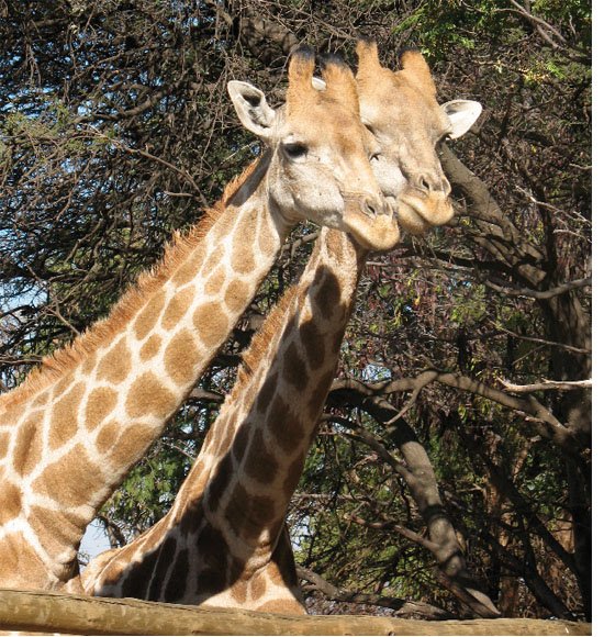 A Pair of Giraffes