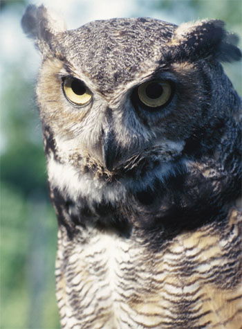 Great Horned Owl