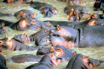 Hippopotamus | Kids Answers