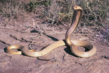 Facts About Cobras