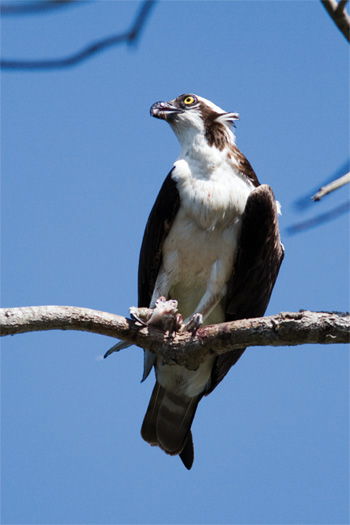 Osprey