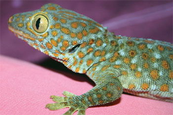 Tokay Gecko