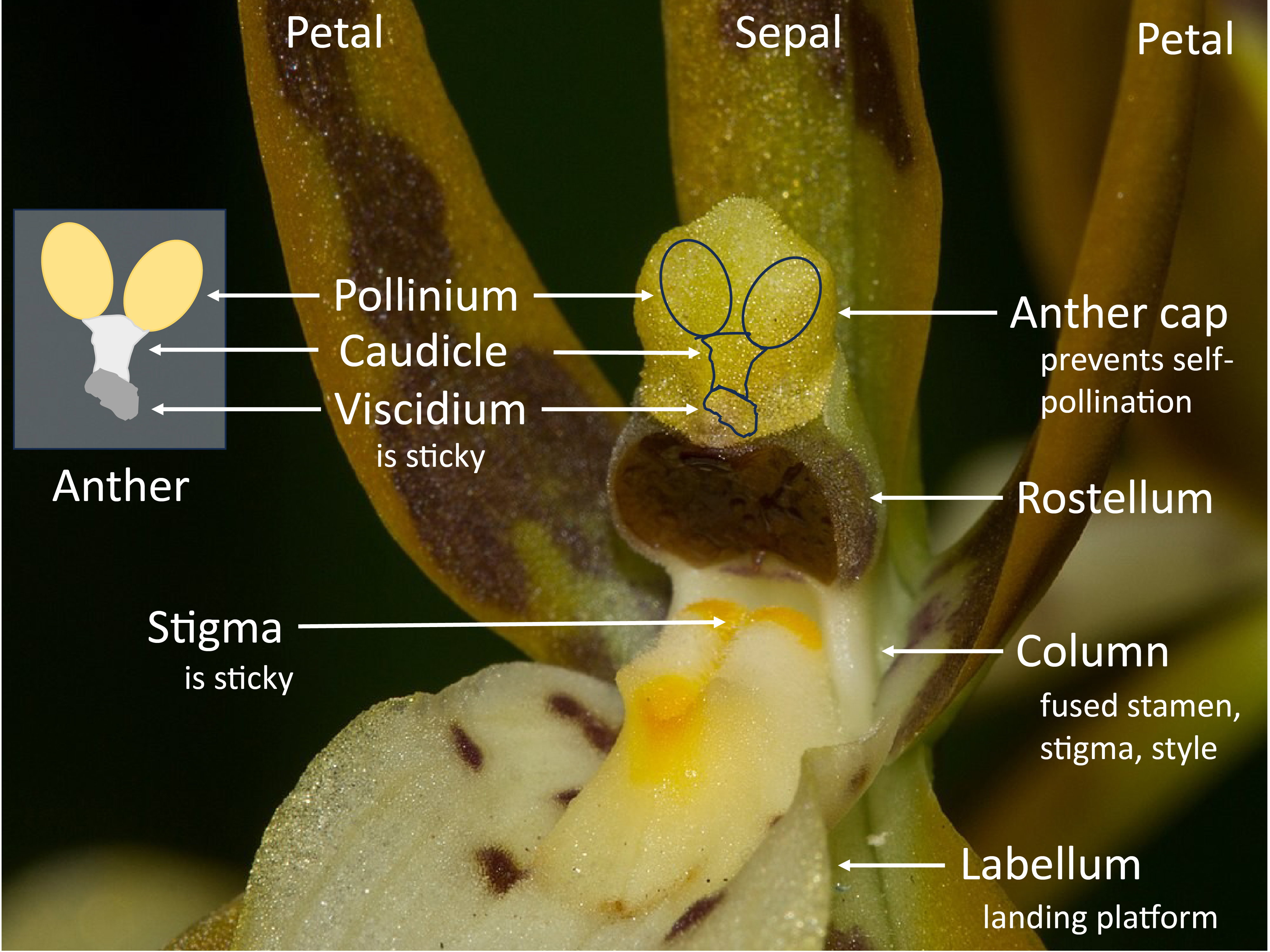 Orchid reproductive anatomy illustration