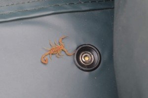 A scorpion in my bag