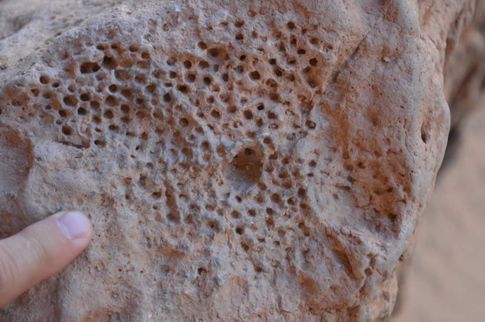 Fossilized Sponge
