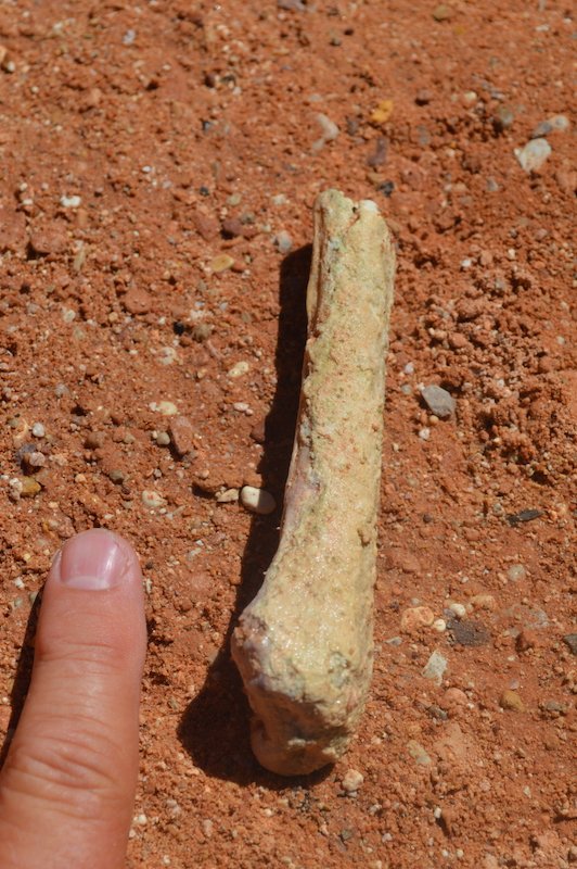 Mineralized Bone