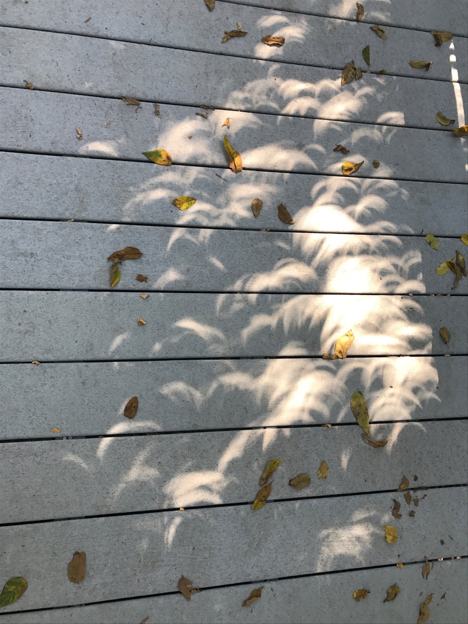 phases of solar eclipse through leaf canopies